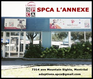 Bâtiment de la SPCA (Société pour la Protection contre la Cruauté envers les Animaux) sur l'avenue Mountain Sights
